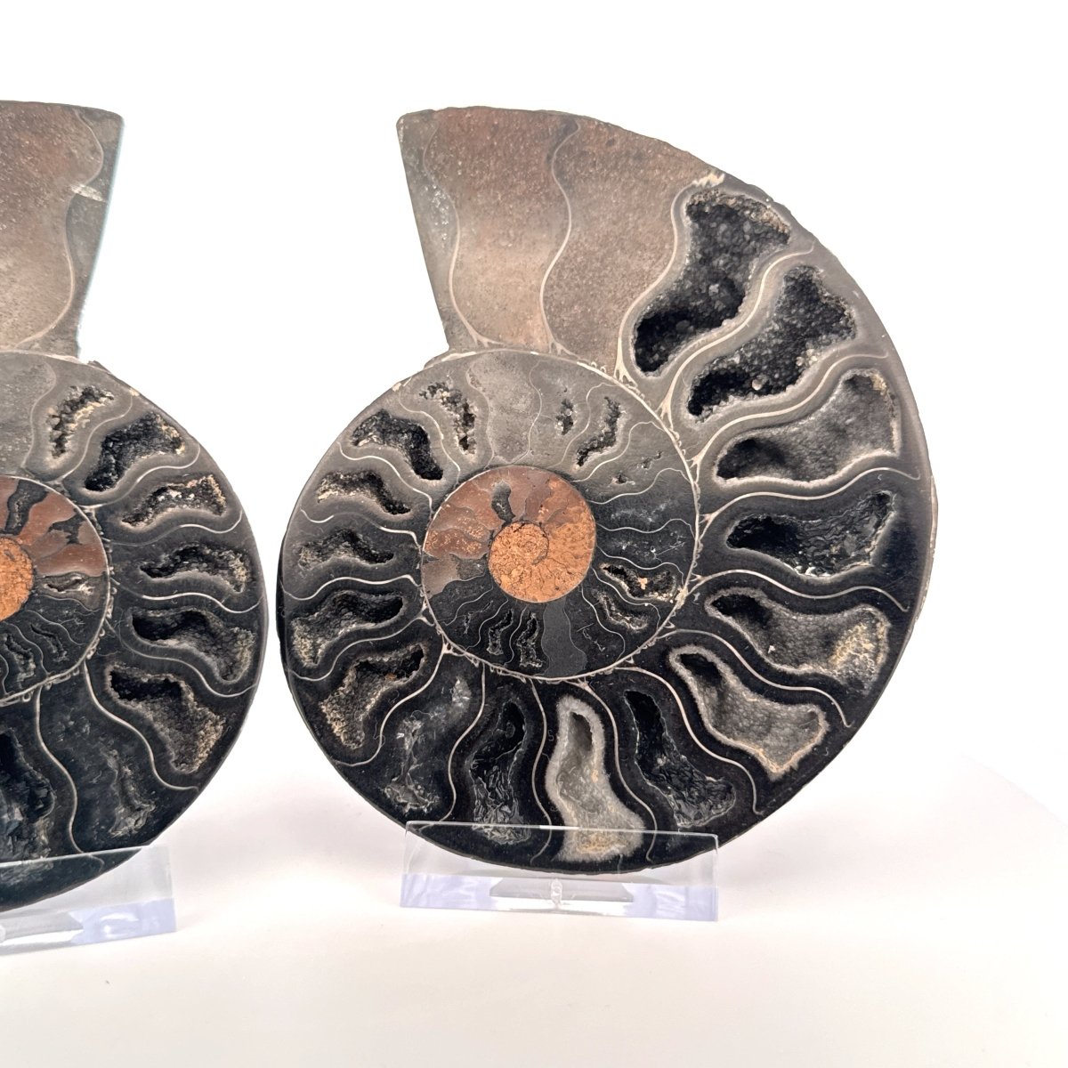 Cut and Polished Cleoniceras Ammonite Fossil (4.47") – Cretaceous, Madagascar - FossilsAndMore
