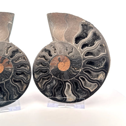 Cut and Polished Cleoniceras Ammonite Fossil (4.47") – Cretaceous, Madagascar - FossilsAndMore