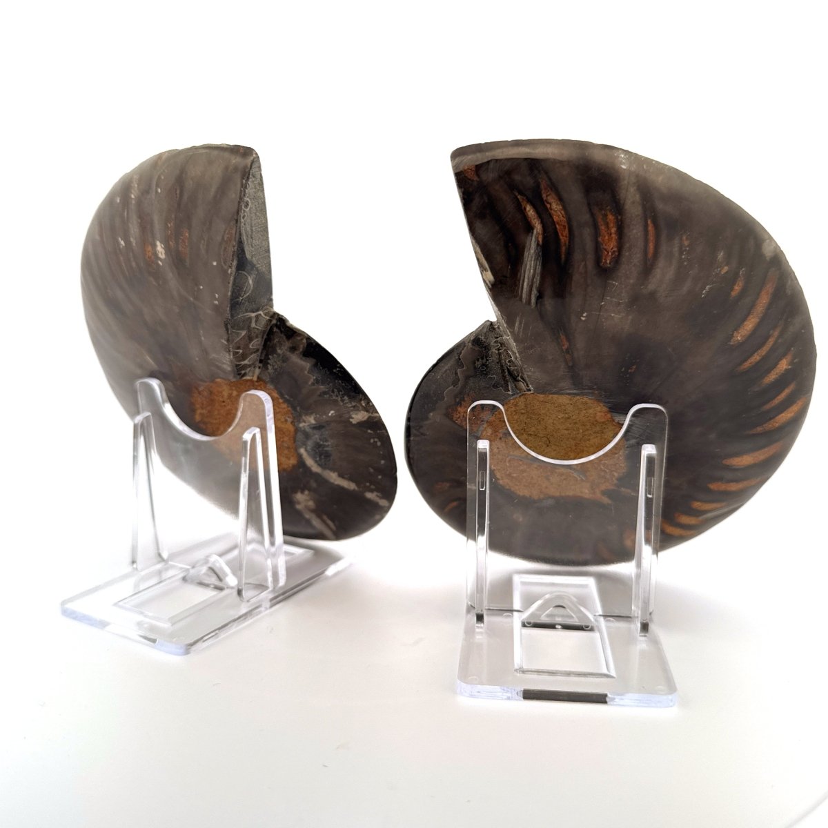 Cut and Polished Cleoniceras Ammonite Fossil (4.47") – Cretaceous, Madagascar - FossilsAndMore