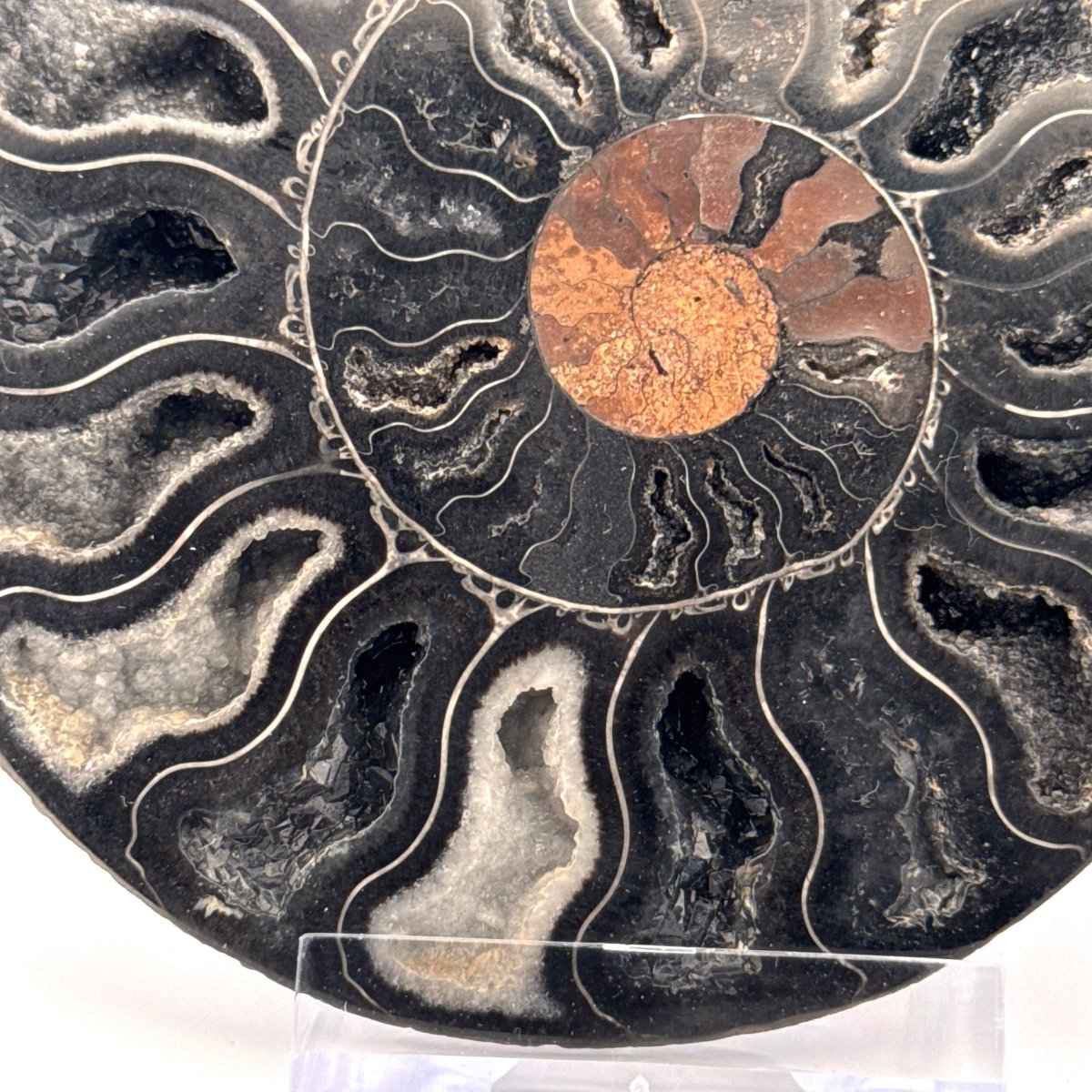 Cut and Polished Cleoniceras Ammonite Fossil (4.47") – Cretaceous, Madagascar - FossilsAndMore