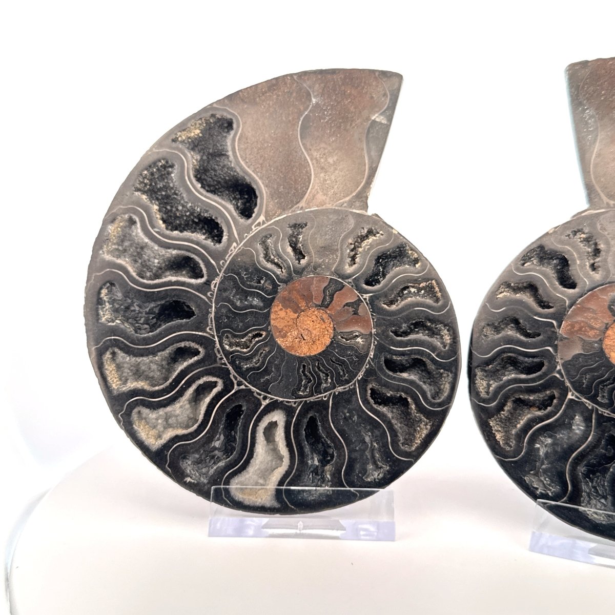 Cut and Polished Cleoniceras Ammonite Fossil (4.47") – Cretaceous, Madagascar - FossilsAndMore
