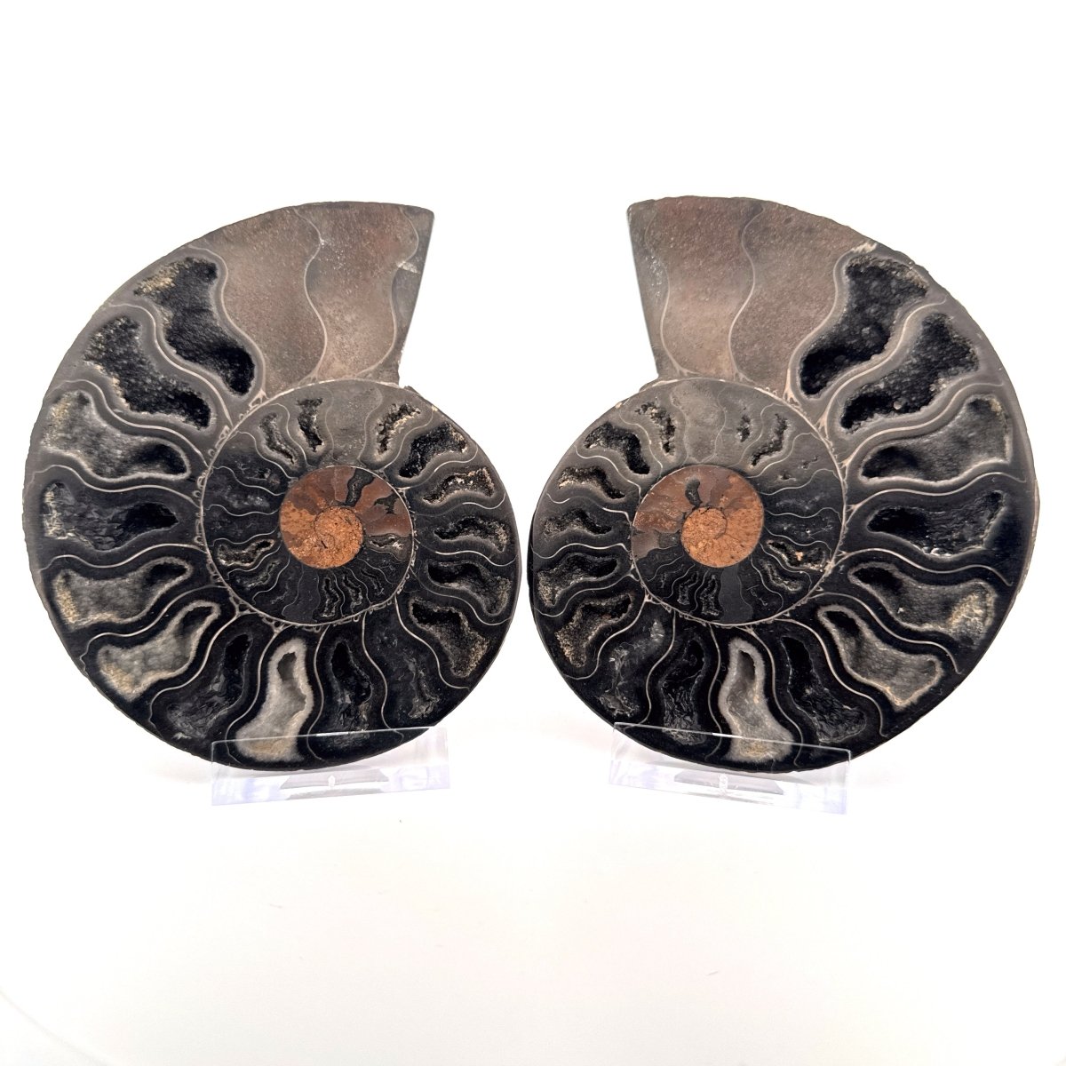 Cut and Polished Cleoniceras Ammonite Fossil (4.47") – Cretaceous, Madagascar - FossilsAndMore