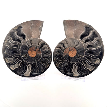 Cut and Polished Cleoniceras Ammonite Fossil (4.47") – Cretaceous, Madagascar - FossilsAndMore