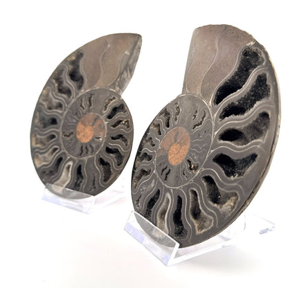 Cut and Polished Cleoniceras Ammonite Fossil (4.47") – Cretaceous, Madagascar - FossilsAndMore