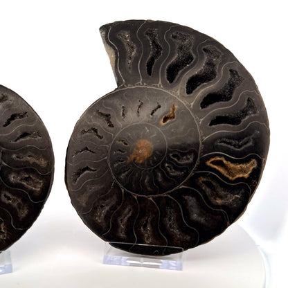 Cut and Polished Cleoniceras Ammonite Fossil (5.53") – Cretaceous, Madagascar - FossilsAndMore