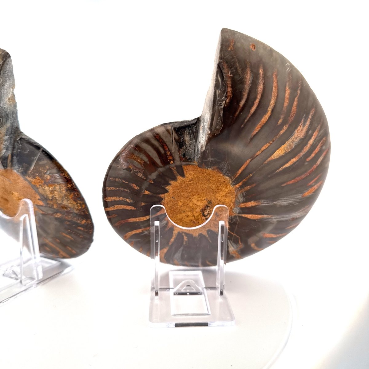 Cut and Polished Cleoniceras Ammonite Fossil (5.53") – Cretaceous, Madagascar - FossilsAndMore