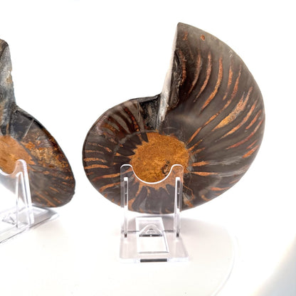 Cut and Polished Cleoniceras Ammonite Fossil (5.53") – Cretaceous, Madagascar - FossilsAndMore