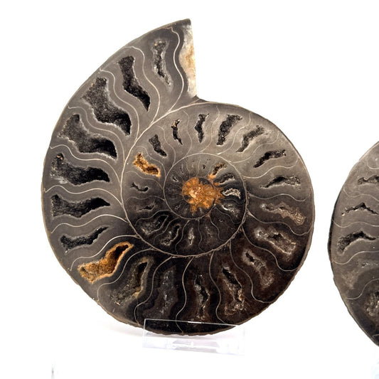 Cut and Polished Cleoniceras Ammonite Fossil (5.53") – Cretaceous, Madagascar - FossilsAndMore