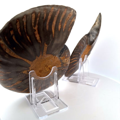 Cut and Polished Cleoniceras Ammonite Fossil (5.53") – Cretaceous, Madagascar - FossilsAndMore