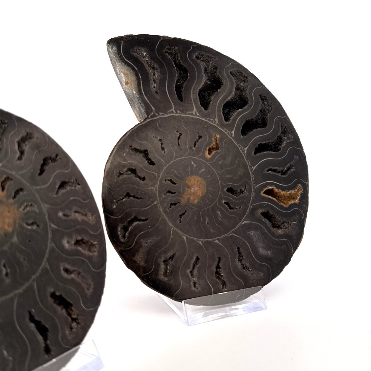 Cut and Polished Cleoniceras Ammonite Fossil (5.53") – Cretaceous, Madagascar - FossilsAndMore