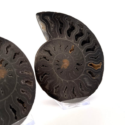 Cut and Polished Cleoniceras Ammonite Fossil (5.53") – Cretaceous, Madagascar - FossilsAndMore