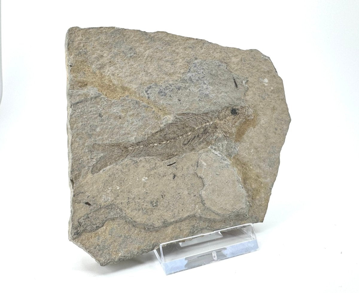 Dapalis macrurus Fossil Fish (2.80"), negative and positive from France - FossilsAndMore
