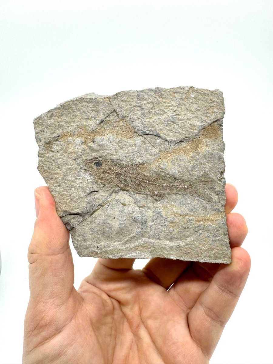 Dapalis macrurus Fossil Fish (2.80"), negative and positive from France - FossilsAndMore