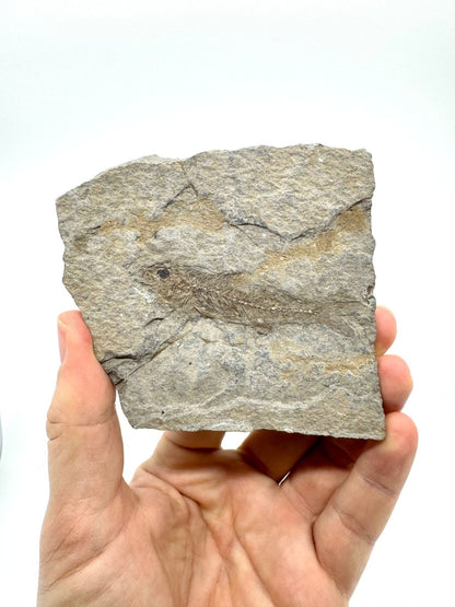 Dapalis macrurus Fossil Fish (2.80"), negative and positive from France - FossilsAndMore