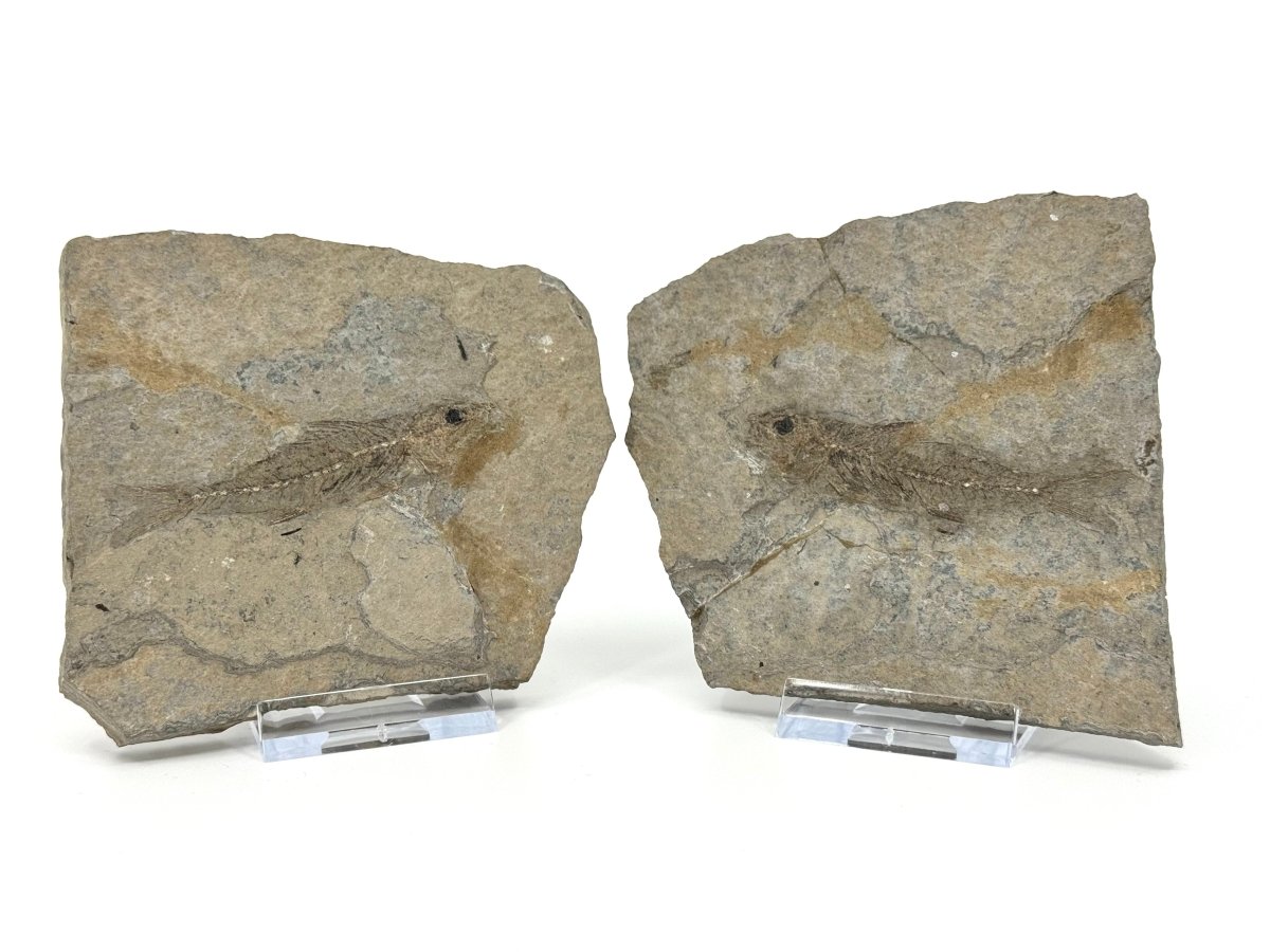 Dapalis macrurus Fossil Fish (2.80"), negative and positive from France - FossilsAndMore