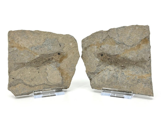 Dapalis macrurus Fossil Fish (2.80"), negative and positive from France - FossilsAndMore