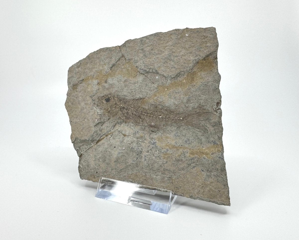 Dapalis macrurus Fossil Fish (2.80"), negative and positive from France - FossilsAndMore