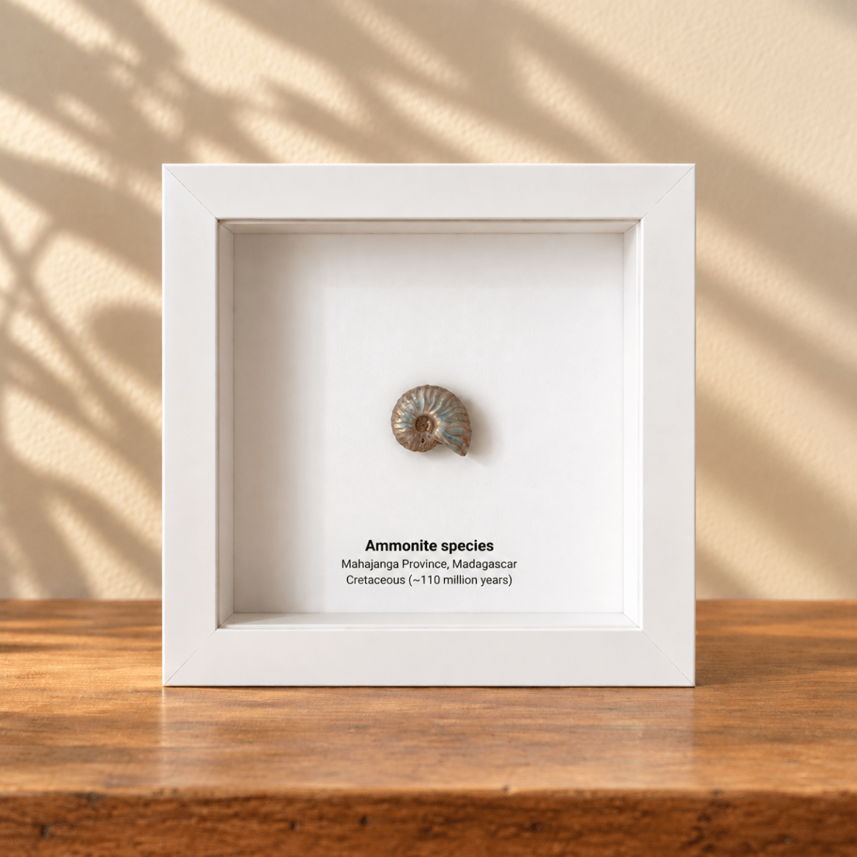 Decorative Ammonite Fossil in Deep Box Frame - FossilsAndMore
