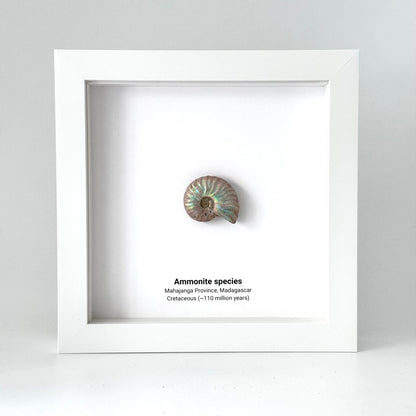 Decorative Ammonite Fossil in Deep Box Frame - FossilsAndMore