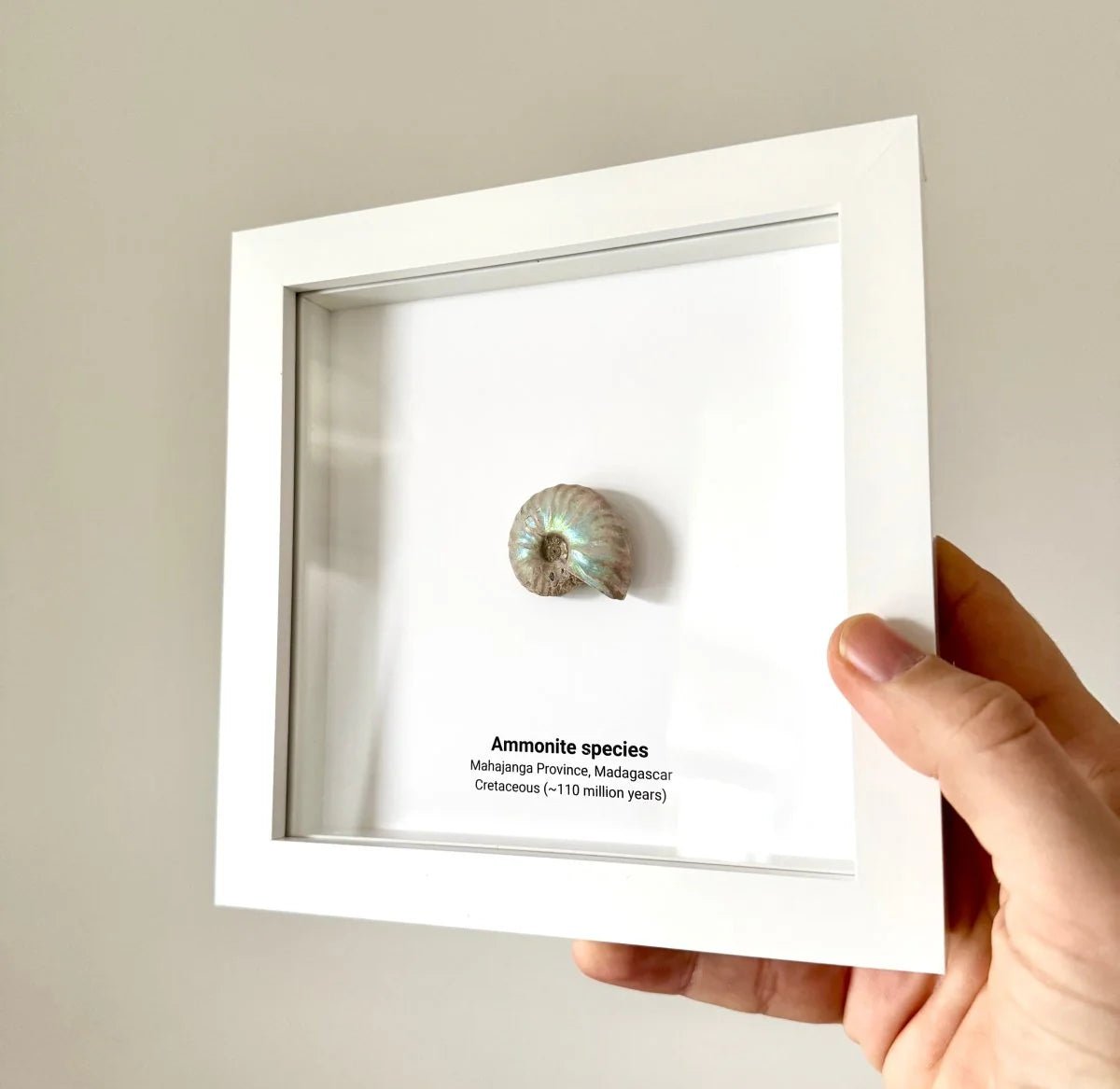 Decorative Ammonite Fossil in picture frame - FossilsAndMore