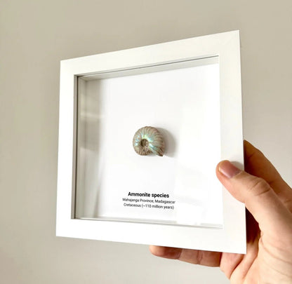 Decorative Ammonite Fossil in picture frame - FossilsAndMore