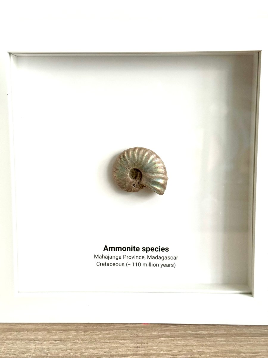 Decorative Ammonite Fossil in picture frame - FossilsAndMore