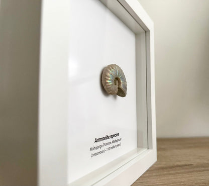 Decorative Ammonite Fossil in picture frame - FossilsAndMore