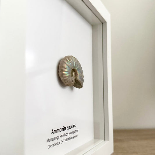 Decorative Ammonite Fossil in picture frame - FossilsAndMore