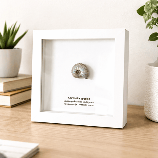 Decorative Ammonite Fossil in picture frame - FossilsAndMore