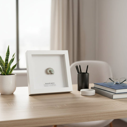 Framed ammonite fossil on a wooden surface with a neutral background