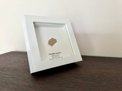 Decorative Oviraptor Species Dinosaur Eggshell Fossil in picture frame - FossilsAndMore