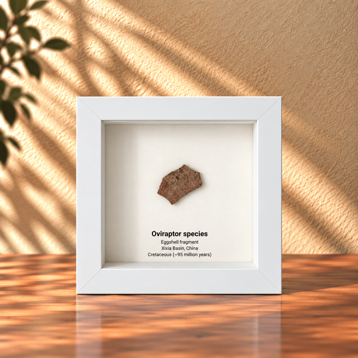 Decorative Oviraptor Species Dinosaur Eggshell Fossil in picture frame - FossilsAndMore
