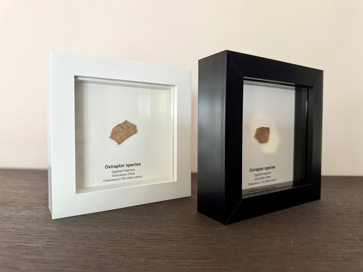 Decorative Oviraptor Species Dinosaur Eggshell Fossil in picture frame - FossilsAndMore