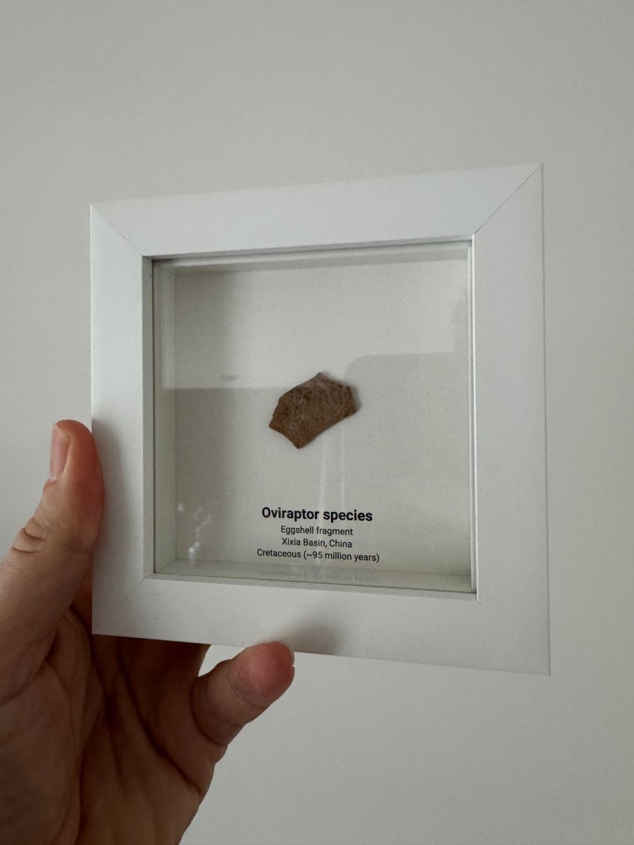 Decorative Oviraptor Species Dinosaur Eggshell Fossil in picture frame - FossilsAndMore