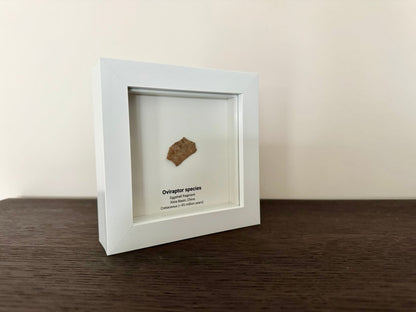 Decorative Oviraptor Species Dinosaur Eggshell Fossil in picture frame - FossilsAndMore