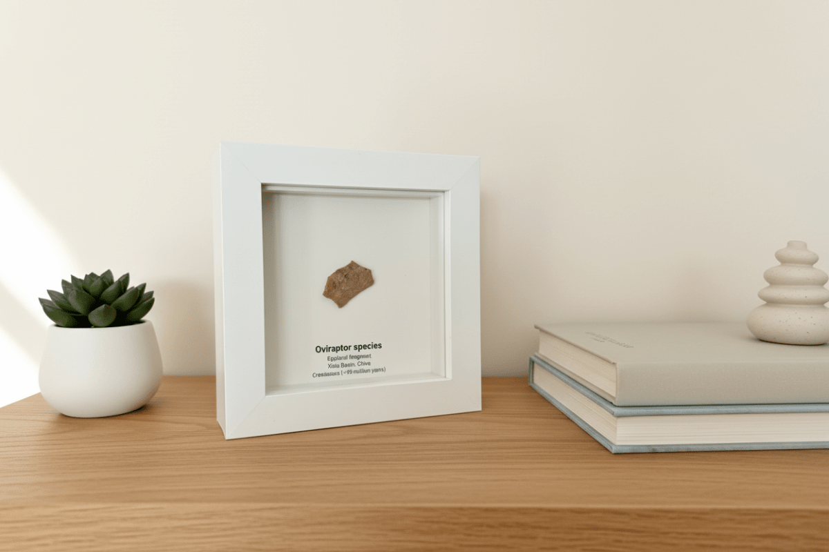 Decorative Oviraptor Species Dinosaur Eggshell Fossil in picture frame - FossilsAndMore