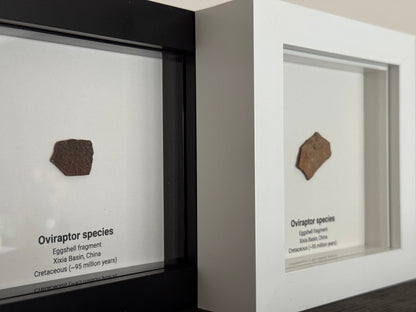Decorative Oviraptor Species Dinosaur Eggshell Fossil in picture frame - FossilsAndMore