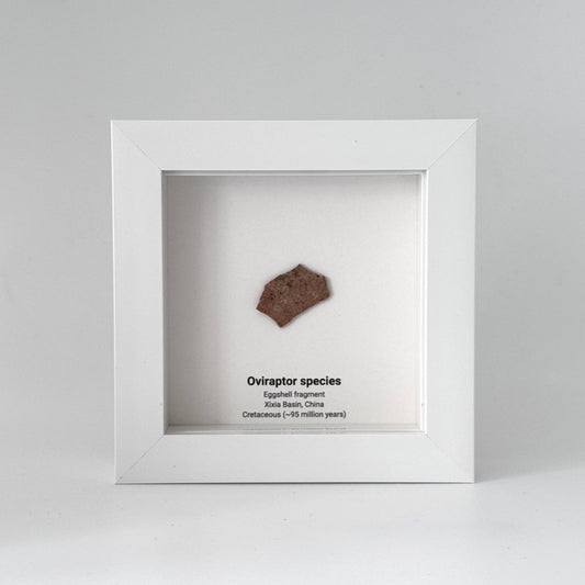 Decorative Oviraptor Species Dinosaur Eggshell Fossil in picture frame - FossilsAndMore