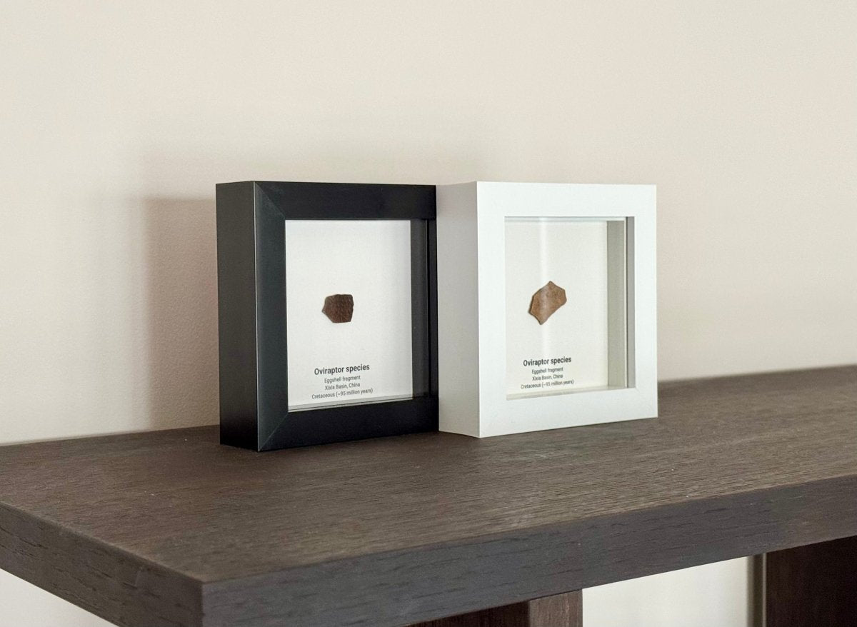 Decorative Oviraptor Species Dinosaur Eggshell Fossil in picture frame - FossilsAndMore