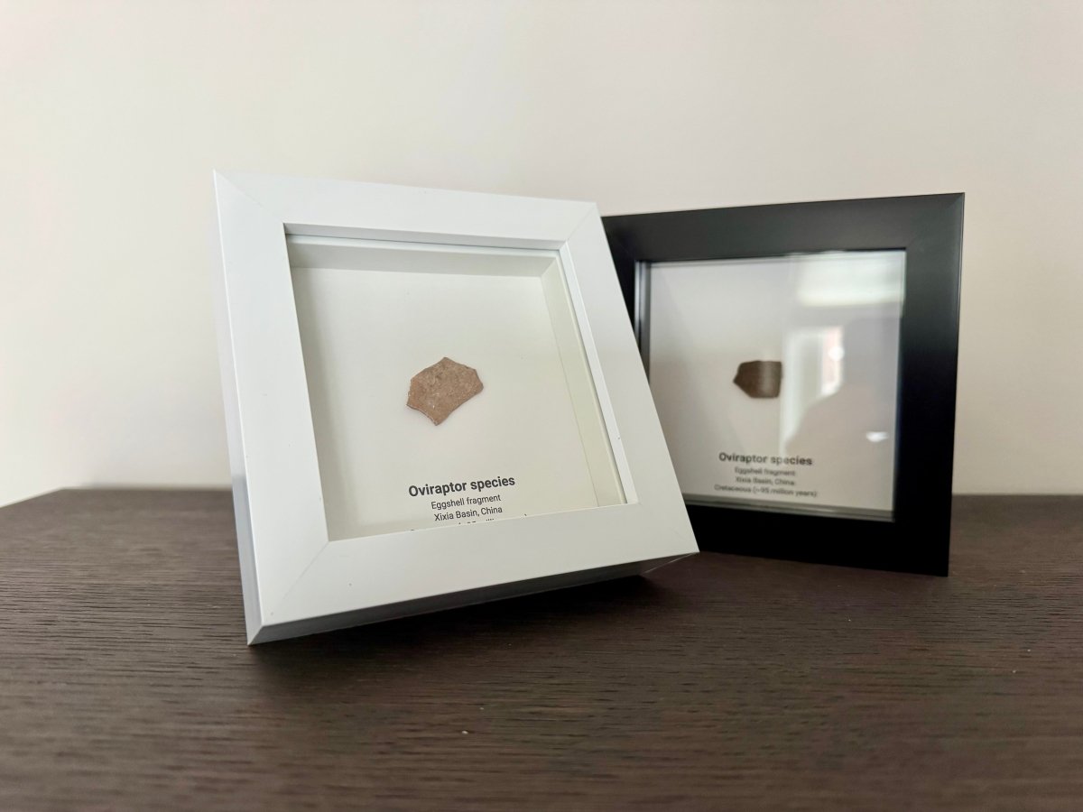 Decorative Oviraptor Species Dinosaur Eggshell Fossil in picture frame - FossilsAndMore