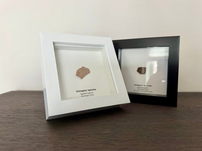 Decorative Oviraptor Species Dinosaur Eggshell Fossil in picture frame - FossilsAndMore