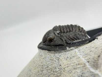 Devonian Proetid Trilobite from Morocco | 1" - FossilsAndMore