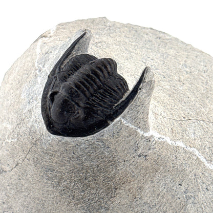 Devonian Proetid Trilobite from Morocco | 1" - FossilsAndMore