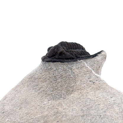 Devonian Proetid Trilobite from Morocco | 1" - FossilsAndMore