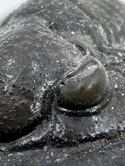 Devonian Proetid Trilobite from Morocco | 1" - FossilsAndMore