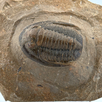 Devonian Proetid Trilobite from Morocco | 1.27" - FossilsAndMore