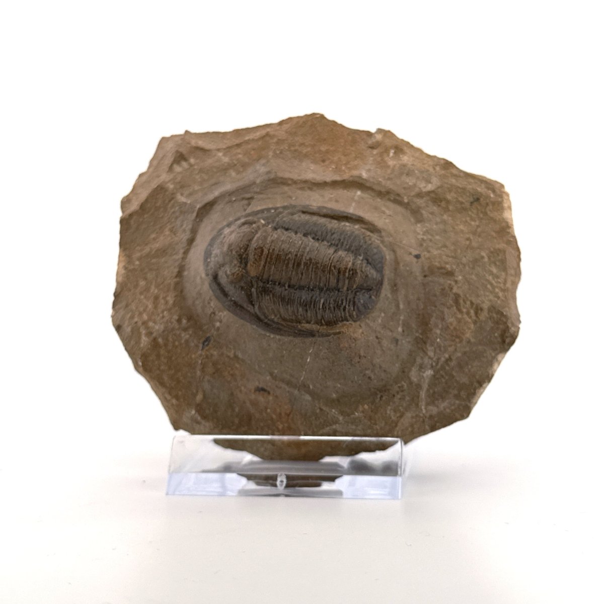 Devonian Proetid Trilobite from Morocco | 1.27" - FossilsAndMore