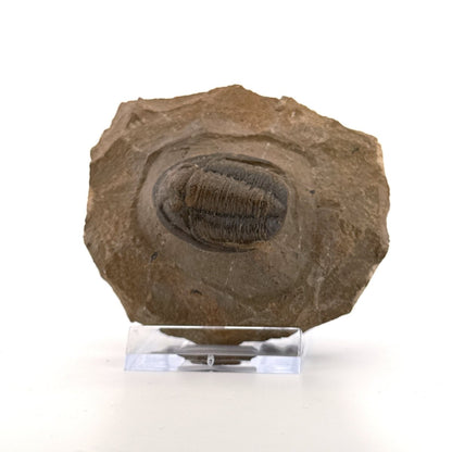 Devonian Proetid Trilobite from Morocco | 1.27" - FossilsAndMore
