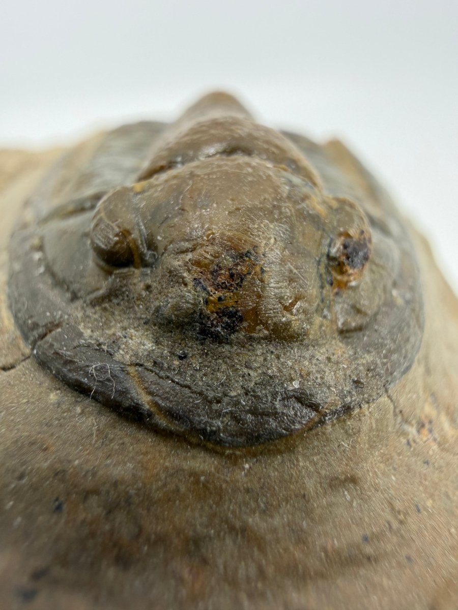 Devonian Proetid Trilobite from Morocco | 1.27" - FossilsAndMore
