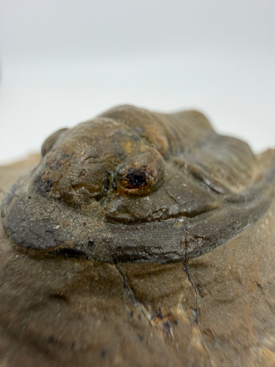 Devonian Proetid Trilobite from Morocco | 1.27" - FossilsAndMore